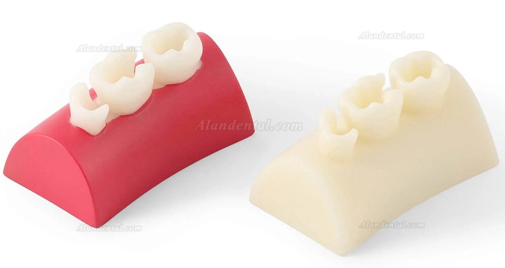 Dental Inlay Exercise Block Composite Resin Filling Teeth